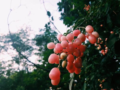 Taman di luar Loren Homestay