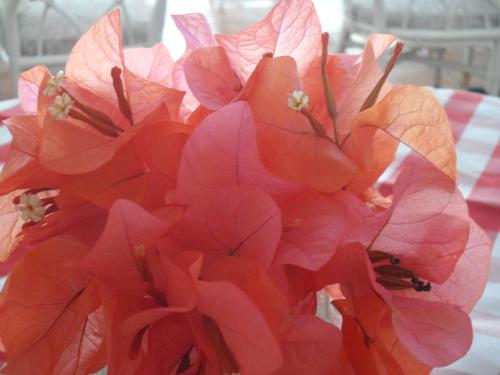 a bunch of pink flowers in a vase at Hotel PomMarine in Bridgetown