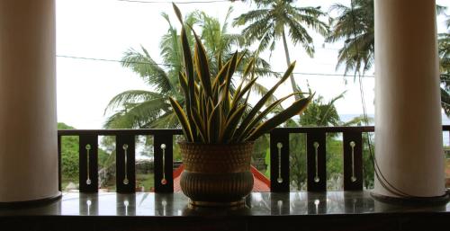 a plant in a vase sitting on a table at Kannur Beach view Homestay in Kannur