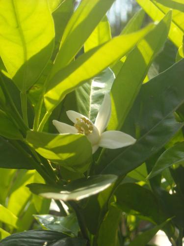 a white flower on a plant with green leaves at B&B Casa Sartori in Malcesine