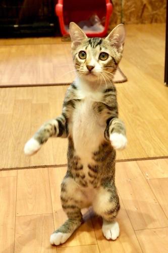 a cat standing on its hind legs on a floor at Nekokura Hostel in Fukuoka