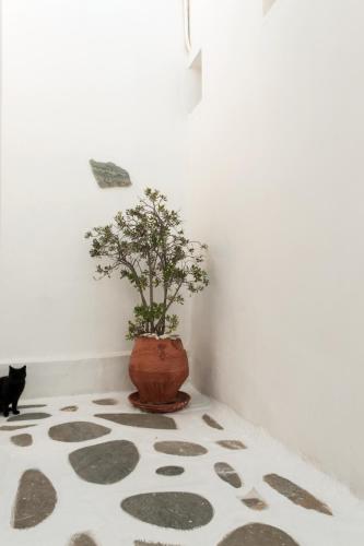 a cat sitting next to a vase with a plant at Andriani's Guest House in Mýkonos City