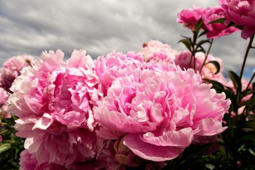 a bunch of pink peonies against a cloudy sky at Arroyo Escondido in Trevelin