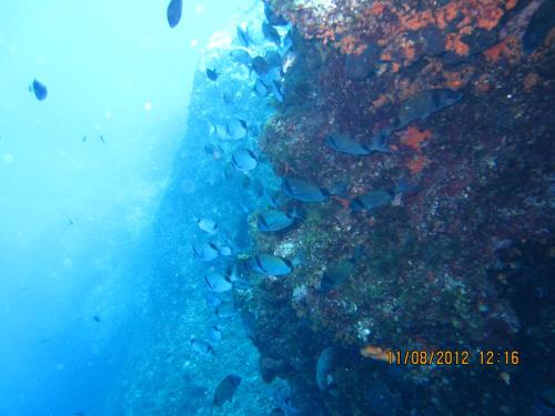 a group of fish swimming around a wreck in the ocean at MIRKO DIVING CENTER in Rab