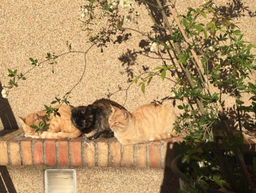 two cats laying on top of a wall at Casa de Los Lirios in Muro de Alcoy