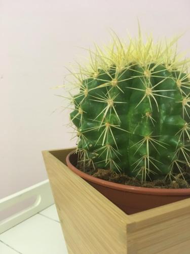 a green cactus sitting on a wooden stand at L`ATTICO Apartments in Civitanova Marche
