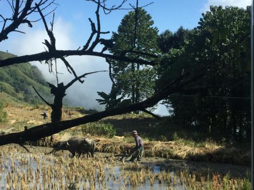 a man walking through a field with a water buffalo at Beyond the Terrace Residence in Yuanyang