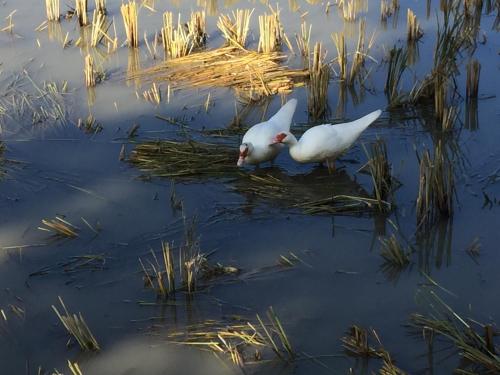 two white birds are standing in the water at Beyond the Terrace Residence in Yuanyang