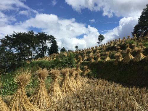 a field of hay on a hill at Beyond the Terrace Residence in Yuanyang