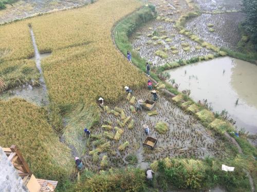 a group of people working in a field at Beyond the Terrace Residence in Yuanyang