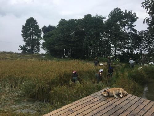 a dog laying on a dock with people in the grass at Beyond the Terrace Residence in Yuanyang