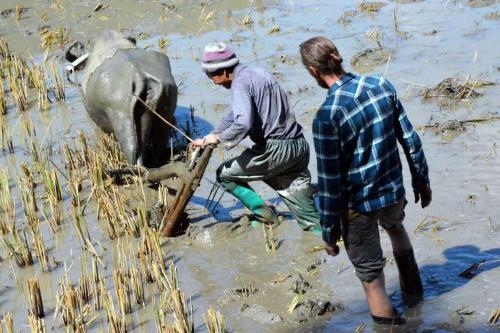 two men are helping an elephant in the water at Beyond the Terrace Residence in Yuanyang