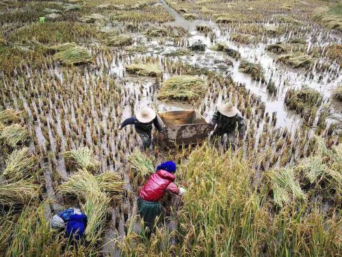 a group of people working in a rice field at Beyond the Terrace Residence in Yuanyang
