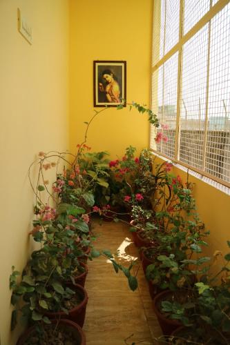 Un jardín fuera de Tara Guest House