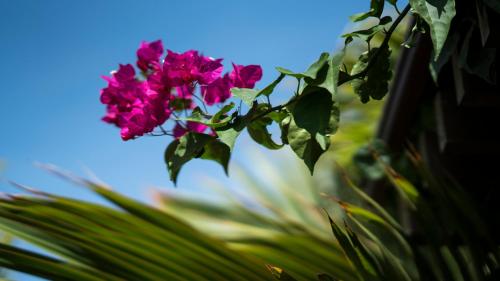 a pink flower is hanging from a plant at Costa Esmeralda Village in Palm-Eagle Beach