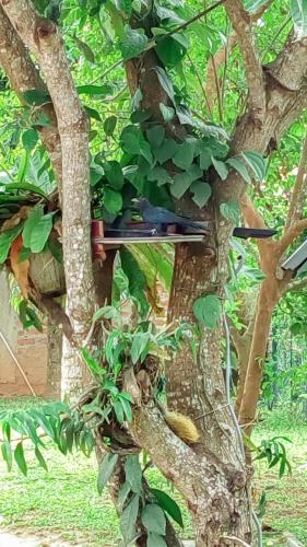 Zahrada ubytování Suriya Homestay Mirissa