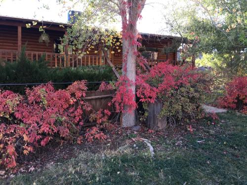 a tree with red flowers next to a house at The Canyon Wren in Bluff