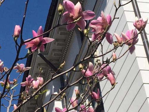 a tree with pink flowers in front of a building at Atrium Hotel Ateneu City Center in Bucharest