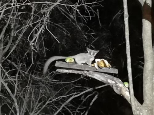 Fotografie z fotogalerie ubytování Mopani Manor v destinaci Marloth Park