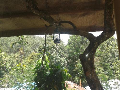 a tree with a light hanging from the ceiling at Ella green stay in Ella