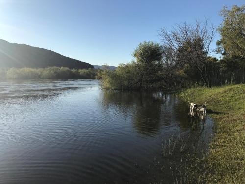 Due cani stanno nuotando in un fiume di Olive Hill Guest House a Robertson