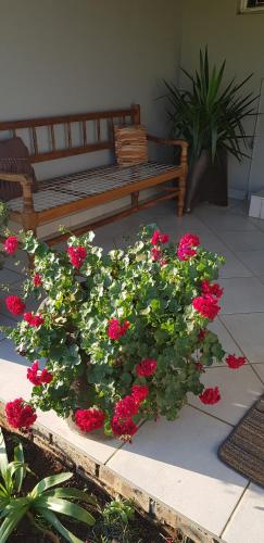 a bunch of red flowers in front of a bench at Forest Hill Country Lodge in Piet Retief