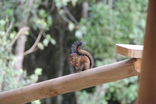 a squirrel sitting on top of a wooden rail at Hospedaje Solentiname in Medellín