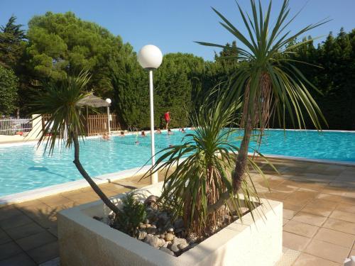 2 palmiers dans un planteur à côté d'une piscine dans l'établissement Camping Le Sainte Marie, à Sainte-Marie-la-Mer
