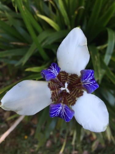 a close up of a white and blue flower at Hospedaje Solentiname in Medellín