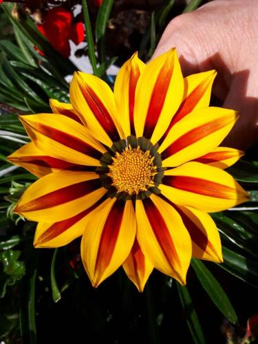 a person holding a yellow and red flower at Hospedaje Solentiname in Medellín