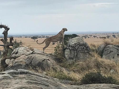 a cheetah walking on top of some rocks at David Crater Homestay in Lushoto