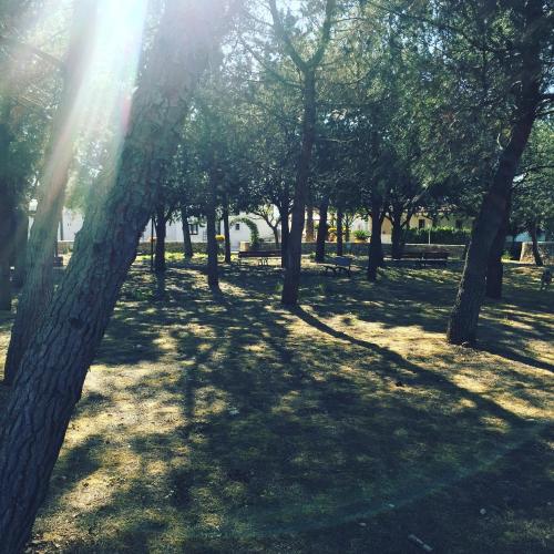 a group of trees in a park with the sun shining at Masseria Gravelle in Turi