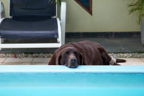 a brown dog is looking over the edge of a swimming pool at Hotel Pousada Arco Iris in Barra de Santo Antônio