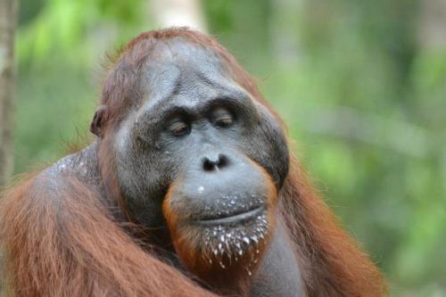 Φωτογραφία από το άλμπουμ του Orang Utan Houseboat 2 σε Kumai