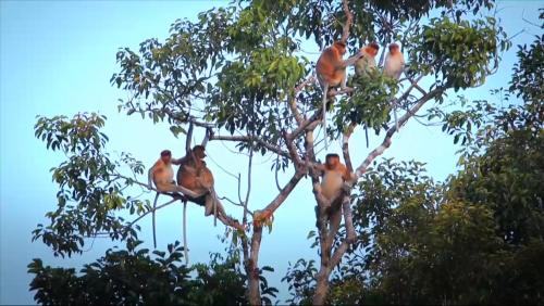 Φωτογραφία από το άλμπουμ του Orang Utan Houseboat 2 σε Kumai