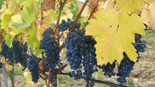 a bunch of grapes hanging from a tree at Weingut Herbert Kram in Nordheim