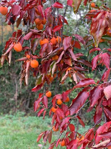 a bunch of oranges on a tree with red leaves at Agriturismo Cervano in Toscolano Maderno