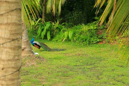 a peacock sitting on the grass next to a tree at Tara Watergate in Tissamaharama