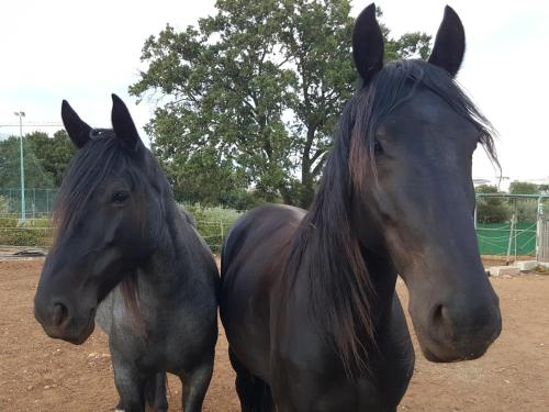 two horses standing next to each other on a dirt field at Masseria Trulli sull'Aia in Cisternino