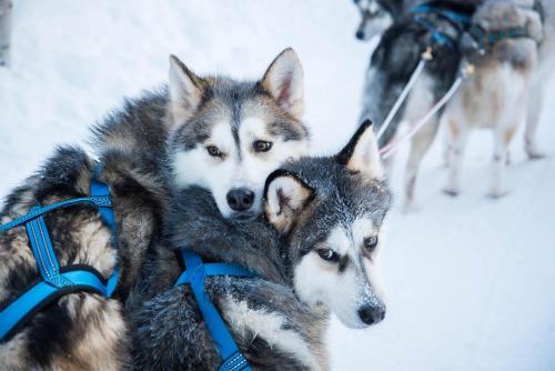 a group of husky dogs in the snow at Scandinavian Home in Rovaniemi