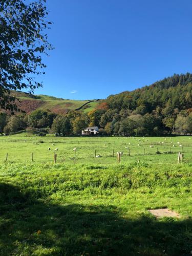 a herd of sheep grazing in a field at Log home village in Ulverston