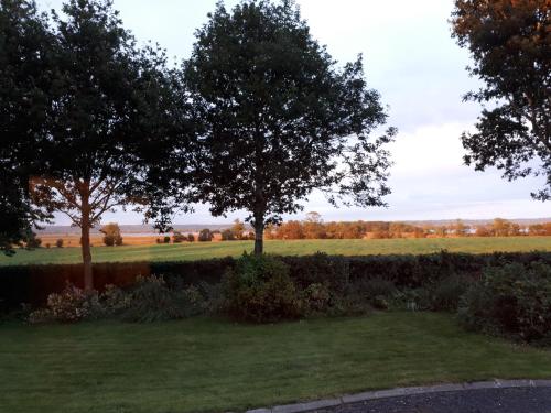 a field with two trees in the middle at Dewhamill in Bellaghy