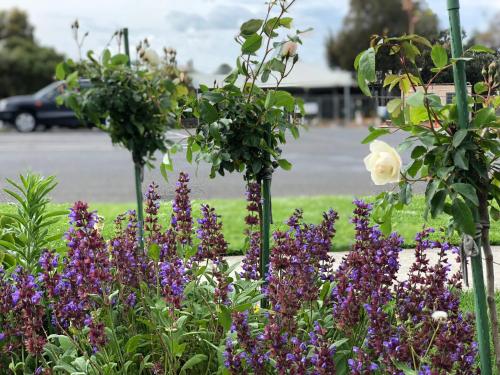 a garden with purple flowers and white roses at Elm Tree Motel in Warrnambool