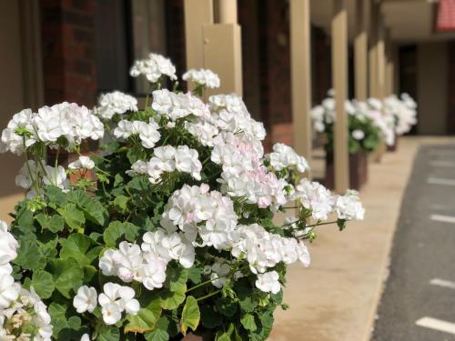a potted plant with white flowers on a sidewalk at Elm Tree Motel in Warrnambool