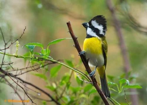 a yellow and black bird sitting on a tree branch at Gibbon Singing Home Stay in Quan Tom