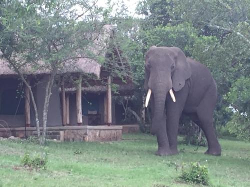 an elephant standing in the grass in front of a building at Queen Elizabeth Bush Lodge by NATURE LODGES LTD in Bushenyi