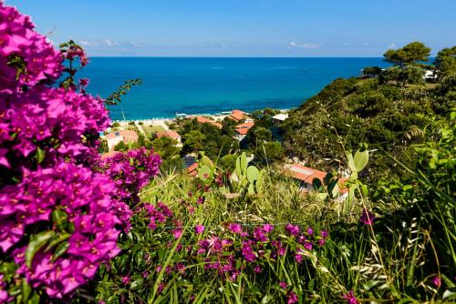 a cluster of pink flowers with the ocean in the background at TUISuneo La Conchiglia - Adults Only in Capo Vaticano