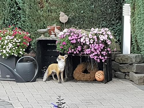 un chat debout à côté d'un chien dans une boîte de fleurs dans l'établissement Dachgeschoss35, à Witten