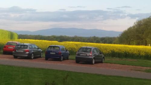 three cars parked in front of a rapeseed field at Pałac Bażantarnia in Pszczyna