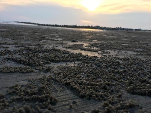 a beach filled with lots of seaweed at Hotel Tan Phu in La Gi